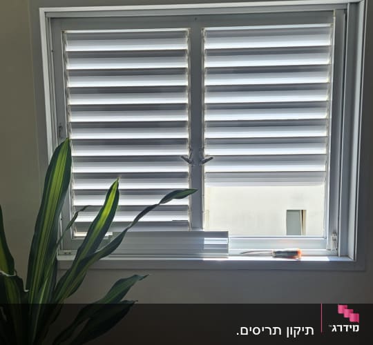 תריסים מותקנים על חלון עם צמח ליד